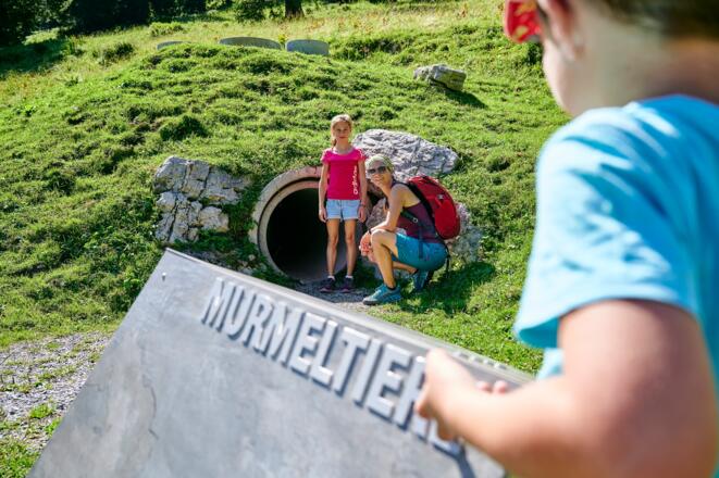 Wissenswertes über Murmeltiere gilt es zu entdecken