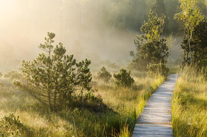 Bohlenweg im Murnauer Moos