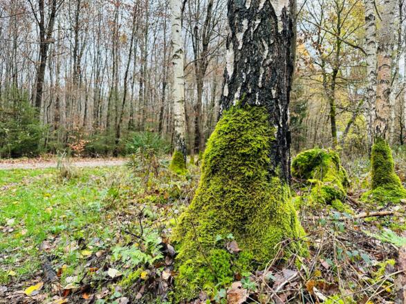 Moosbewachsene Landschaft