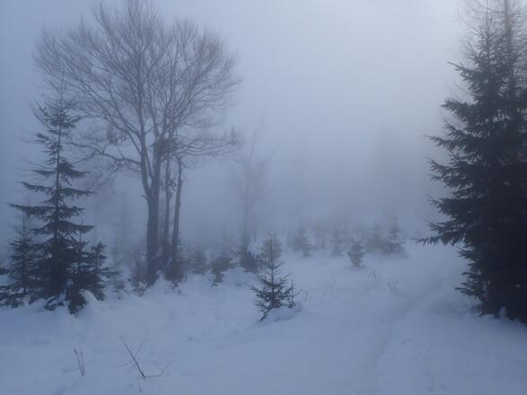 Mystische Hochnebelstimmung