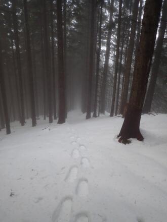 Waldschneise am Kamm