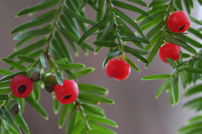 Zweige mit Früchten von Eibe