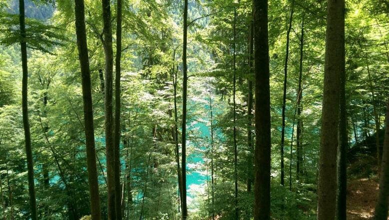 Alpsee