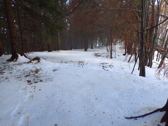 Hochstämmiger Wald im oberen Teil