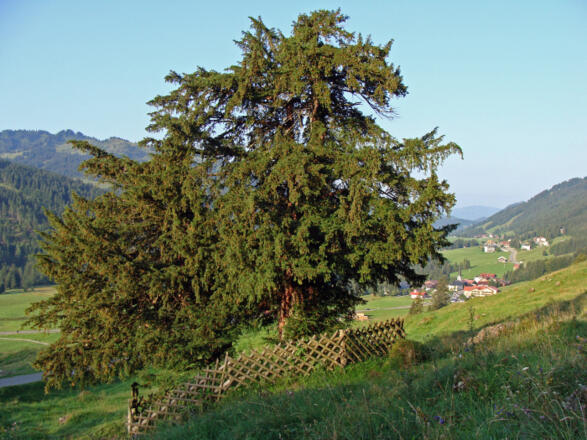 2000 Jahre Alte Eibe