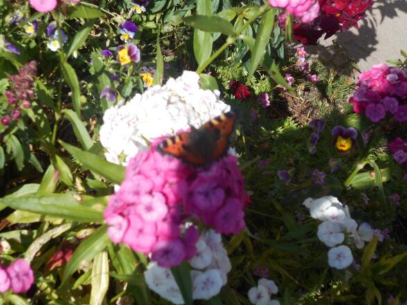 Blumenbeet vorm Haus