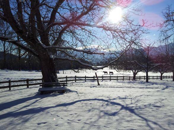 Garten im Winter
