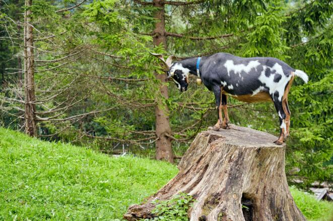 Ziegen beim Klettern beobachten