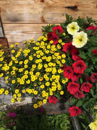 Blumen