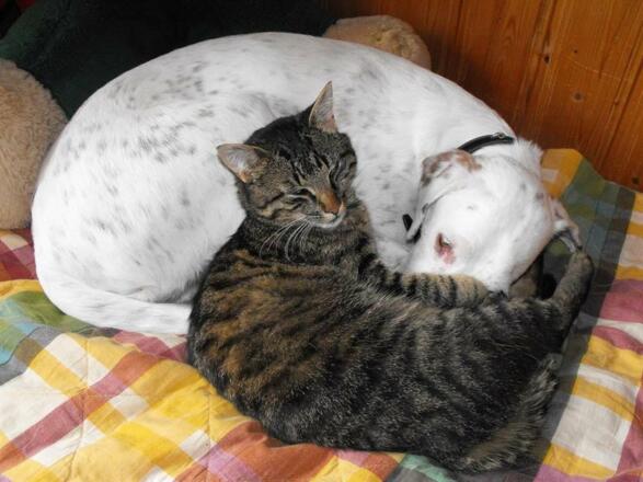 Hund und Katze