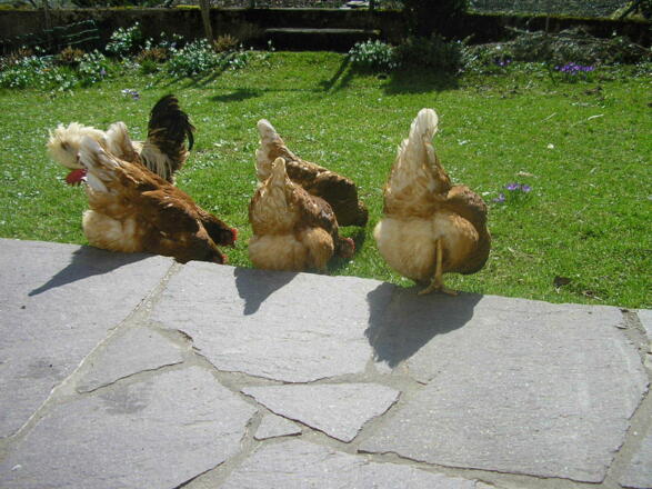 sonnige Terrasse