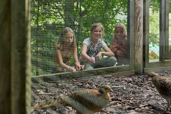 Spannende Vogelarten entdecken