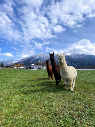 Unsere Alpakajungs Anton, Monaco & Ludwig (v.r.)