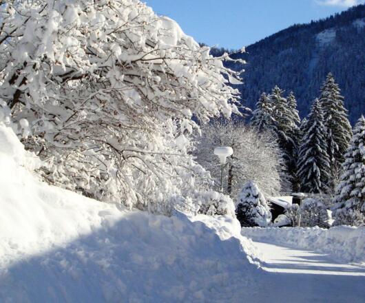 Buchenweg im Winter