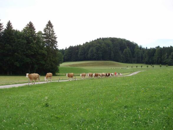 Wo die Milch herkommt !