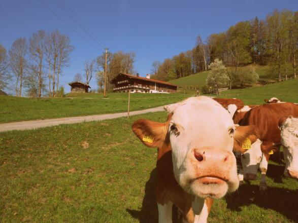 Kühe genießen vor dem Ferienhaus die Sonne