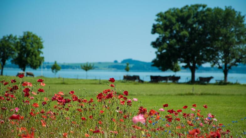 Mohnwiese Richtung Forggensee