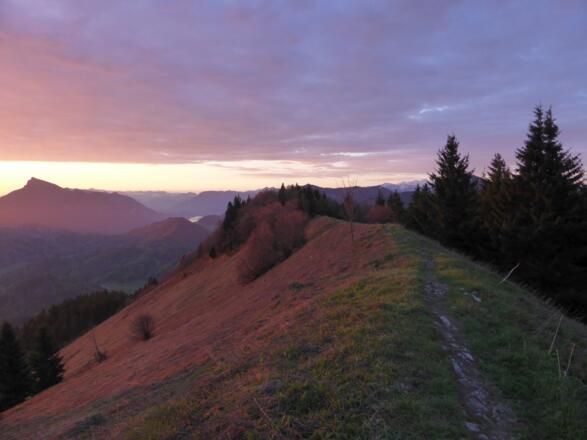Gipfelwiese