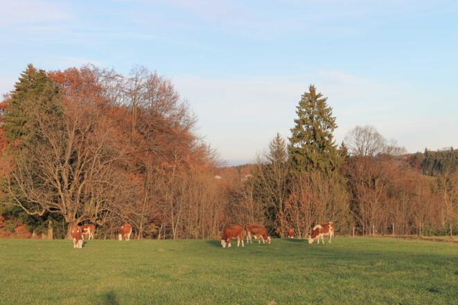 Herbststimmung