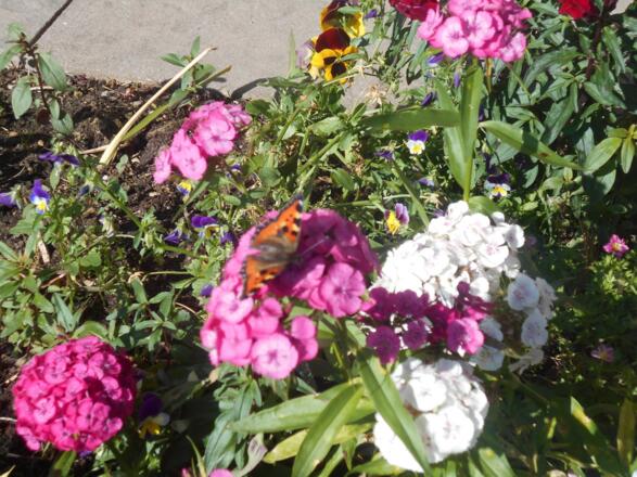 Blumenbeet vorm Haus