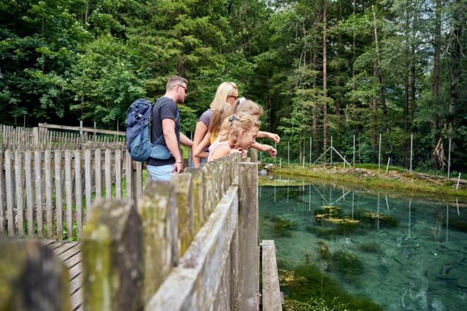 Fische im Fischteich betrachten