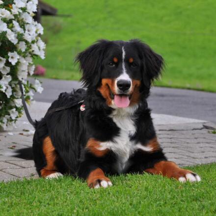 Unser Hund