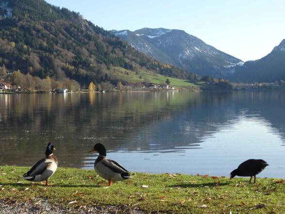 Schliersee
