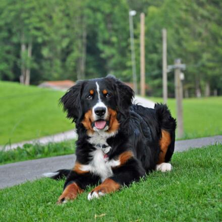 Unser Hund