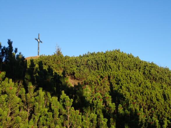 Von Latschen umgeben - Wieserhörndl Gipfelkreuz