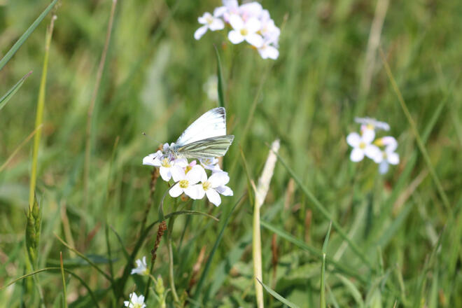 Schaumkraut und Kohlweißling