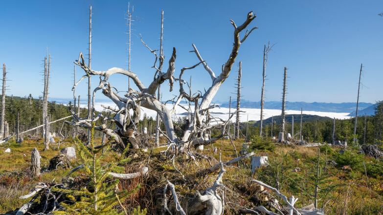 der Natur überlassenes Waldgebiet – Poschennock