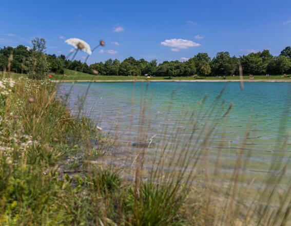 Blumenwiese am Emmeringer See
