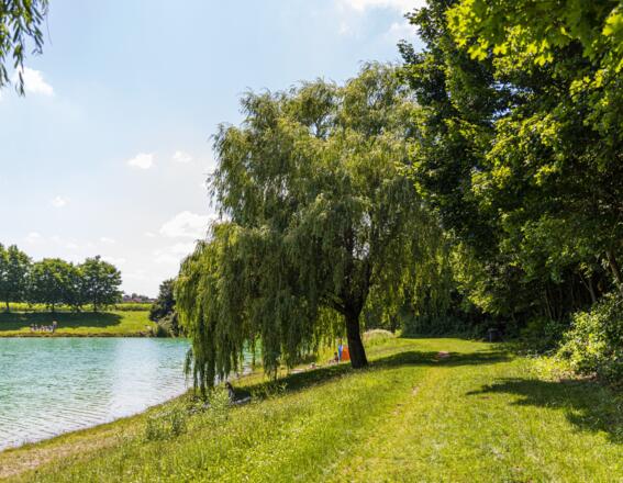 Weidenbaum auf der Wiese am Emmeringer See