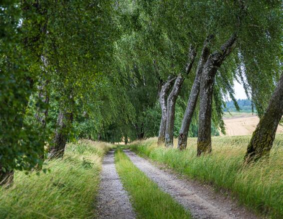 Birkenallee bei Wagelsried