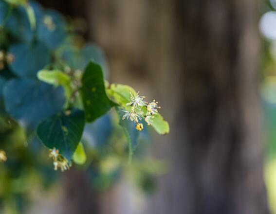 Nahaufnahme von einer Lindenblüte