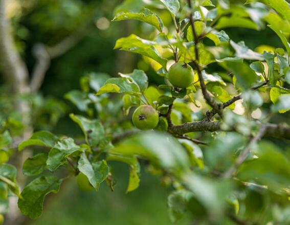 Apfelbaum im Kreislehrgarten Adelshofen