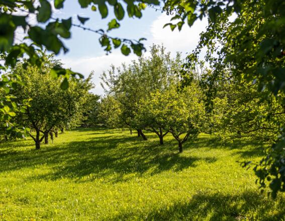 Grüne Bäume im Kreislehrgarten Adelshofen