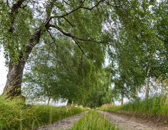 Wanderweg Birkenallee