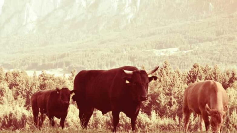 Bio Wagyu Rind Brandstatthof