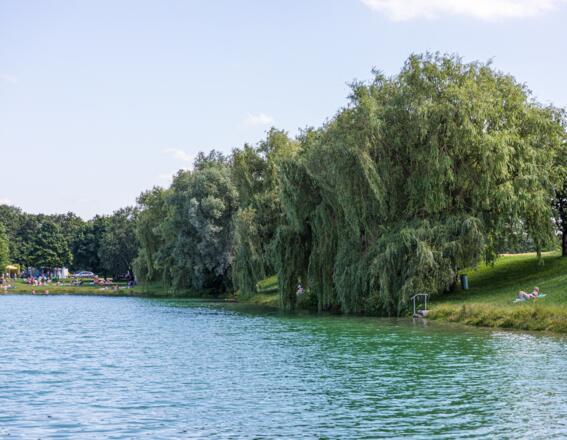 Weidenbäume am Emmeringer See