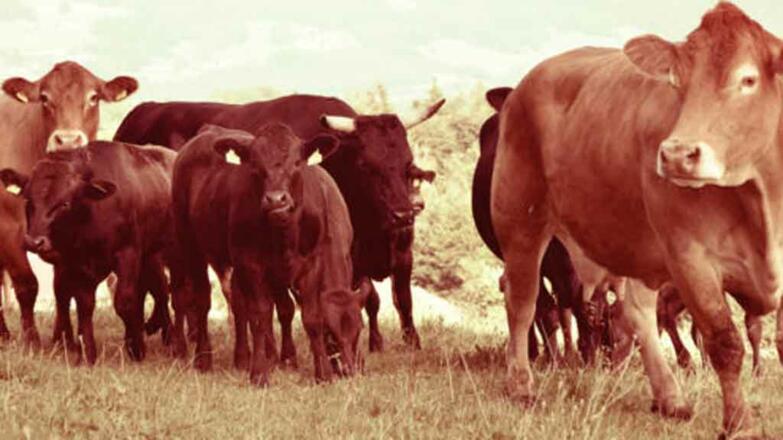 Bio Wagyu Rind Brandstatthof