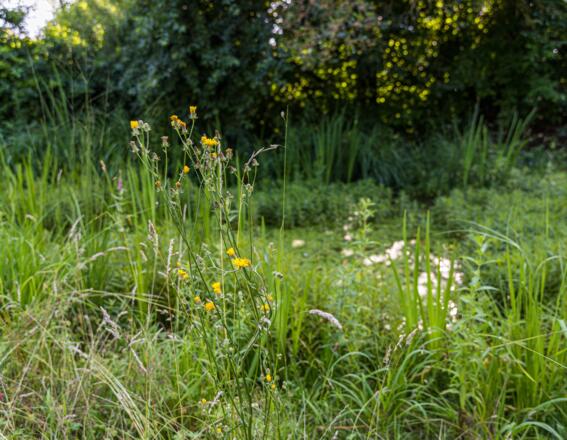 Grüne Wiese im Kreislehrgarten Adelshofen
