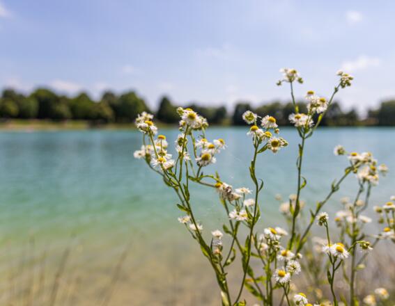 Blumen am Emmeringer See