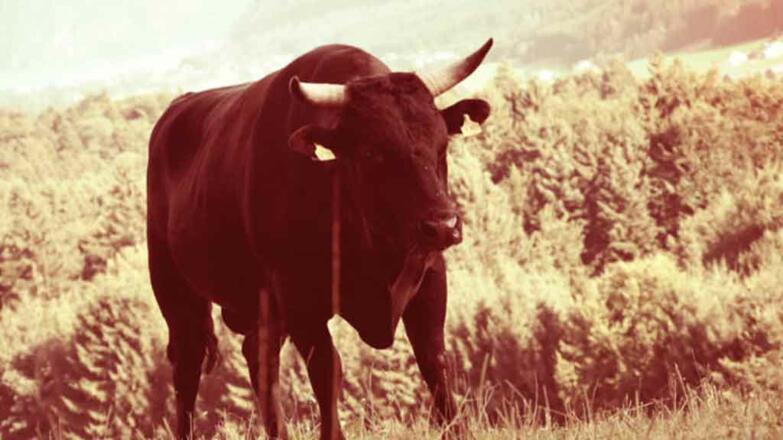 Bio Wagyu Rind Brandstatthof