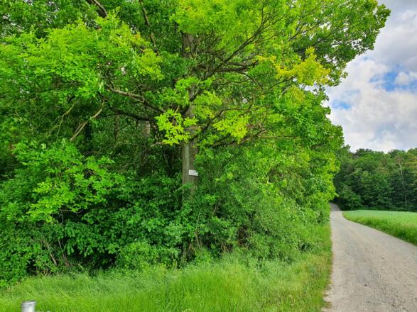 Radweg zwischen Michelau und Steigerwald Klinik