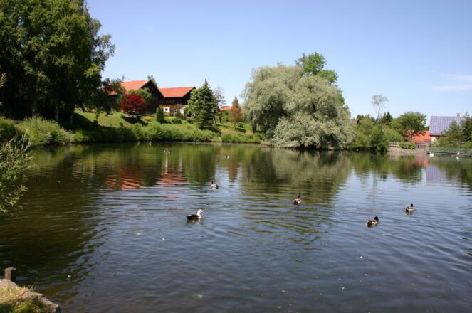 Dorfweiher Gumpen Peiting