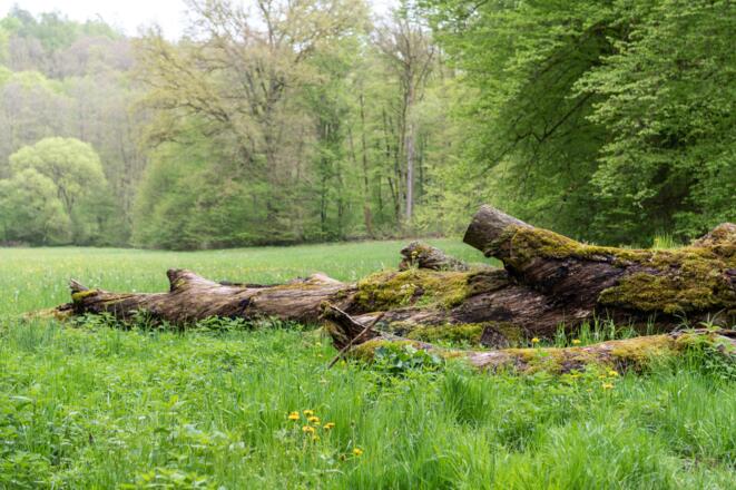 Marieneiche Bad Kissingen