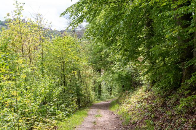 Waldweg am Altenberg