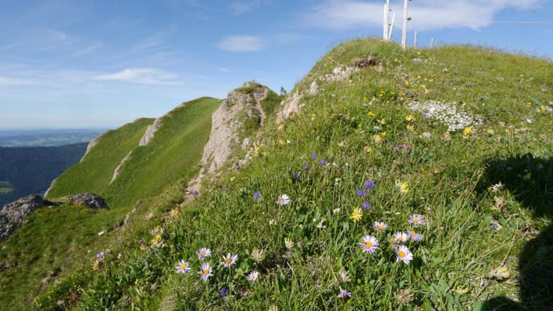 Blick auf den Gündleskopf
