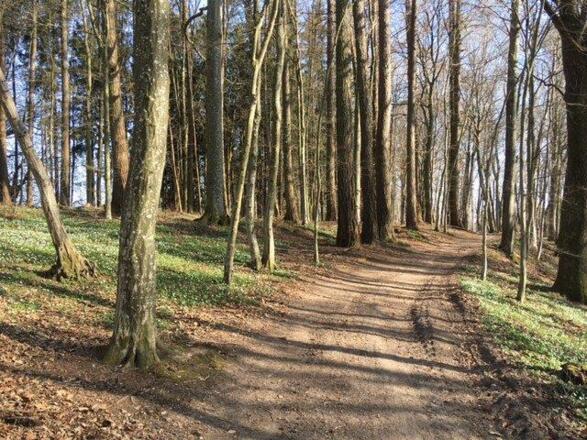 Waldweg